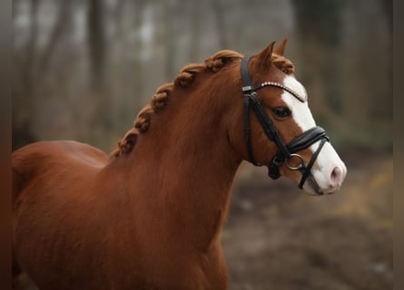 Welsh A (Mountain Pony), Gelding, 4 years, 11,3 hh, Chestnut-Red