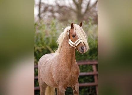 Welsh A (Mountain Pony), Gelding, 4 years, 12 hh, Roan-Red