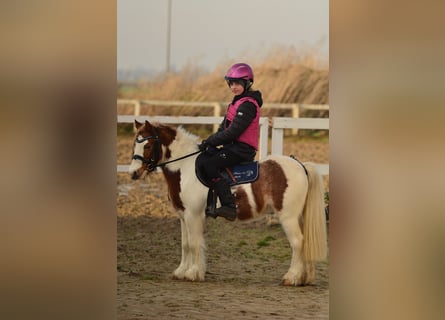 Welsh A (Mountain Pony), Gelding, 5 years, 10,1 hh, Pinto