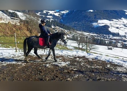 Welsh A (Mountain Pony), Gelding, 5 years, 12,1 hh, Gray-Blue-Tan