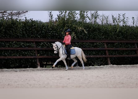 Welsh A (Mountain Pony), Gelding, 5 years, 12 hh