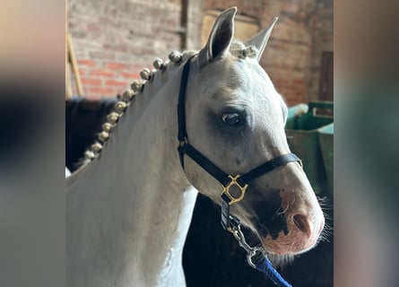 Welsh A (Mountain Pony), Gelding, 6 years, 11,2 hh, Gray-Blue-Tan