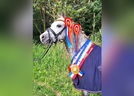 Welsh A (Mountain Pony), Gelding, 6 years, 11,2 hh, Gray-Blue-Tan