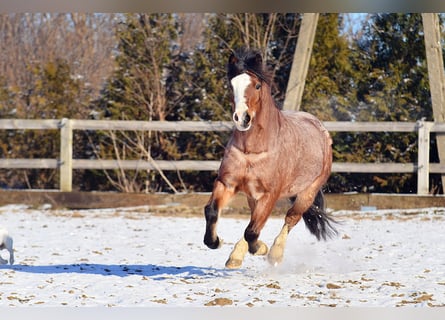 Welsh A (Mountain Pony), Gelding, 6 years, 11,2 hh, Roan-Bay