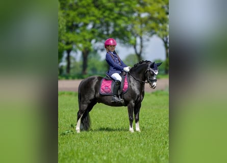Welsh A (Mountain Pony), Gelding, 6 years, 11.3 hh, Black
