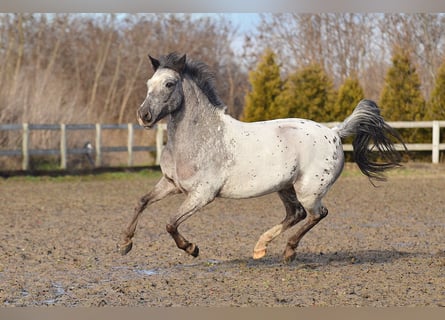 Welsh A (Mountain Pony), Gelding, 7 years, 11,2 hh, Leopard-Piebald