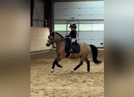 Welsh-A, Wallach, 7 Jahre, 11 hh, Buckskin