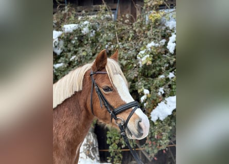 Welsh A (Mountain Pony), Mare, 10 years, 12.2 hh, Chestnut-Red