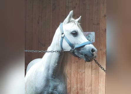 Welsh A (Mountain Pony), Mare, 12 years, 11,1 hh, Gray