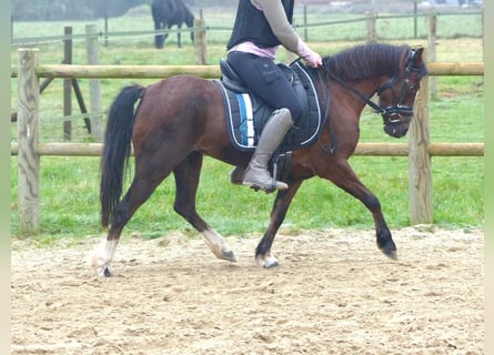 Welsh A (Mountain Pony), Mare, 16 years, 11,2 hh, Brown