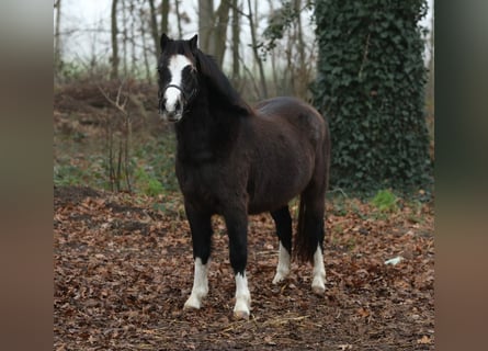 Welsh A (Mountain Pony), Mare, 2 years, 11,1 hh, Smoky-Black