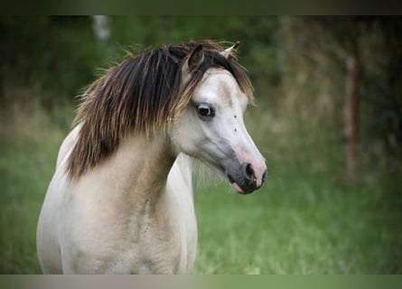 Welsh A (Mountain Pony), Mare, 2 years, 11,2 hh, Dun