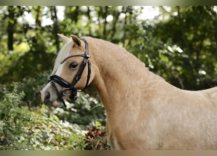 Welsh-A, Stute, 2 Jahre, 11,2 hh, Palomino