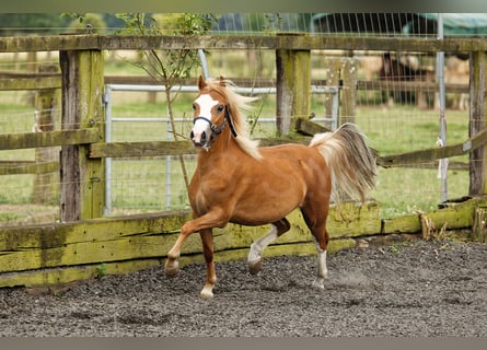 Welsh A (Mountain Pony), Mare, 3 years, 11,2 hh, Chestnut-Red