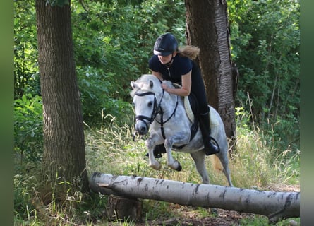 Welsh A (Mountain Pony), Mare, 3 years, 11.2 hh, Gray-Dapple