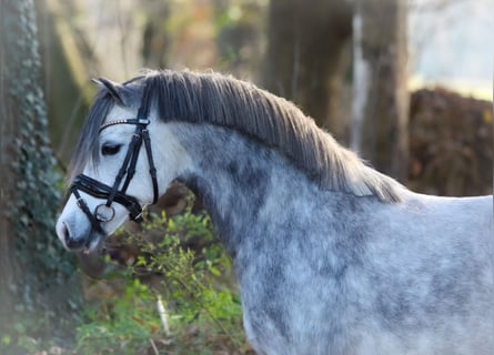 Welsh A (Mountain Pony), Mare, 3 years, 11,2 hh, Gray