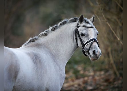 Welsh A (Mountain Pony), Mare, 3 years, 11,2 hh, Gray