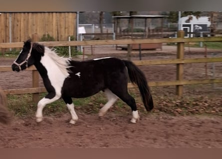 Welsh A (Mountain Pony) Mix, Mare, 3 years, 11,2 hh, Pinto