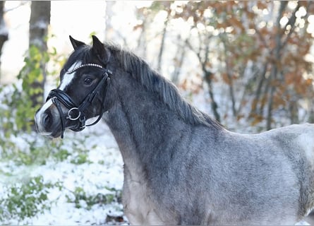 Welsh A (Mountain Pony), Mare, 3 years, 11,3 hh, Roan-Bay