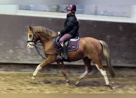 Welsh A (Mountain Pony), Mare, 3 years, 12,1 hh, Chestnut-Red