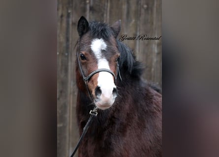 Welsh A (Mountain Pony), Mare, 3 years, 12,2 hh, Brown