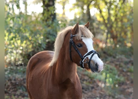 Welsh A (Mountain Pony), Mare, 4 years, 11,1 hh, Chestnut-Red