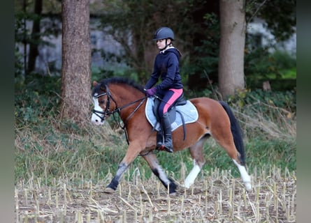 Welsh A (Mountain Pony), Mare, 4 years, 11.3 hh, Brown