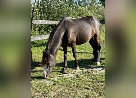 Welsh A (Mountain Pony), Mare, 4 years, Smoky-Black