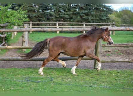 Welsh A (Mountain Pony), Mare, 5 years, 11,1 hh, Chestnut-Red