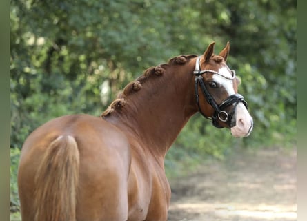 Welsh A (Mountain Pony), Mare, 5 years, 12,3 hh, Chestnut-Red