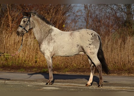 Welsh A (Mountain Pony), Mare, 6 years, 11,2 hh, Leopard-Piebald