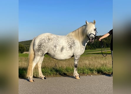 Welsh-A Mix, Stute, 7 Jahre, 11 hh, Schimmel