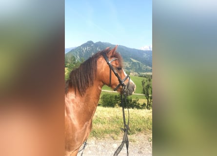 Welsh A (Mountain Pony), Mare, 8 years, 12.1 hh, Chestnut-Red
