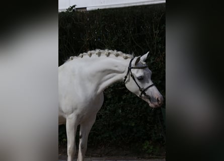 Welsh-A, Stute, 9 Jahre, 12,1 hh, Schimmel