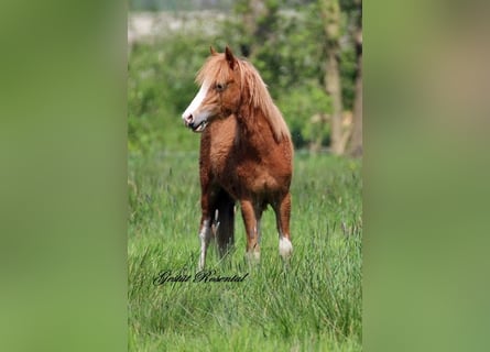 Welsh A (Mountain Pony), Stallion, 1 year, 11.2 hh, Chestnut-Red