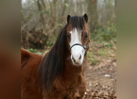 Welsh A (Mountain Pony), Stallion, 1 year, 11,3 hh, Brown