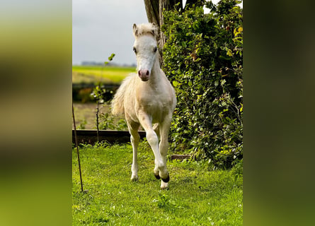 Welsh A (Mountain Pony), Stallion, 1 year, Palomino