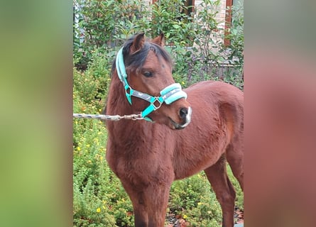 Welsh A (Mountain Pony) Mix, Stallion, 2 years, 11,1 hh, Brown