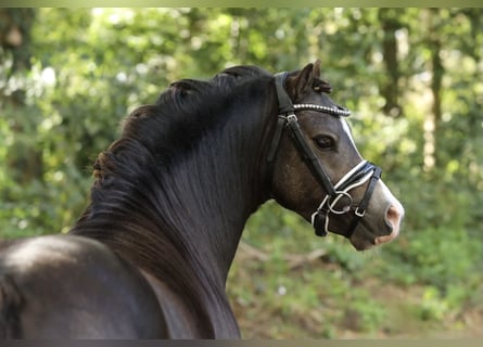 Welsh A (Mountain Pony), Stallion, 2 years, 11,1 hh, Dun