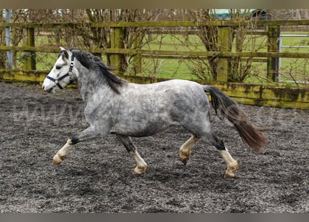 Welsh A (Mountain Pony), Stallion, 3 years, 11,2 hh, Gray