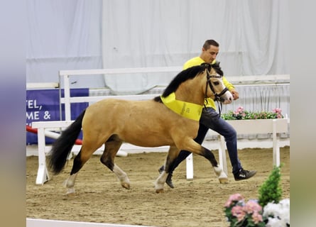 Welsh A (Mountain Pony), Stallion, 4 years, 12 hh, Buckskin