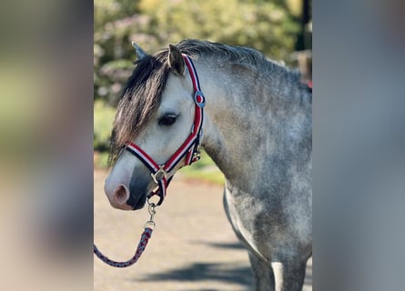 Welsh A (Mountain Pony), Stallion, 5 years, 11,2 hh, Gray