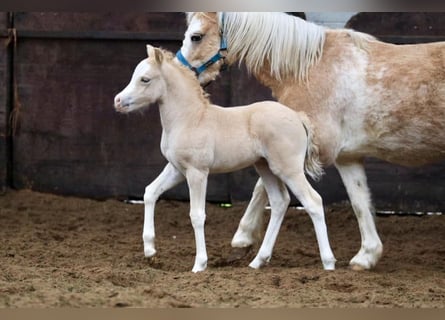 Welsh A (Mountain Pony), Stallion, Foal (02/2024), 11.2 hh, Palomino