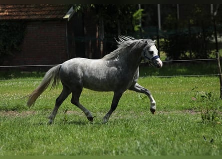 Welsh A (Mountainponny), Hingst, 2 år, 115 cm, Grå