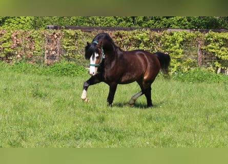 Welsh A (Mountainponny), Hingst, 4 år, 115 cm, Mörkbrun