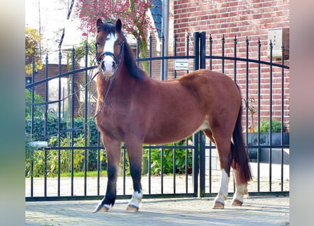 Welsh A (Mountainponny), Sto, 13 år, 118 cm, Brun