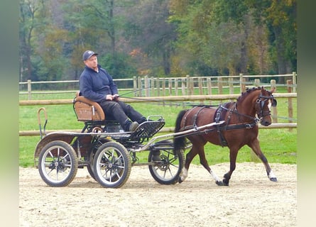 Welsh A (Mountainponny), Sto, 15 år, 119 cm, Brun