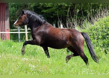 Welsh A (Mountainponny), Sto, 3 år, 116 cm, Brun