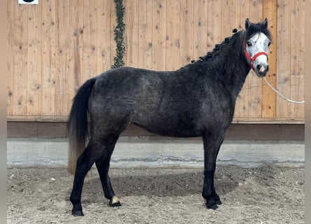 Welsh A (Mountainponny), Sto, 3 år, 120 cm, Gråskimmel