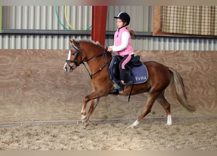 Welsh-A, Stute, 4 Jahre, 121 cm, Dunkelfuchs